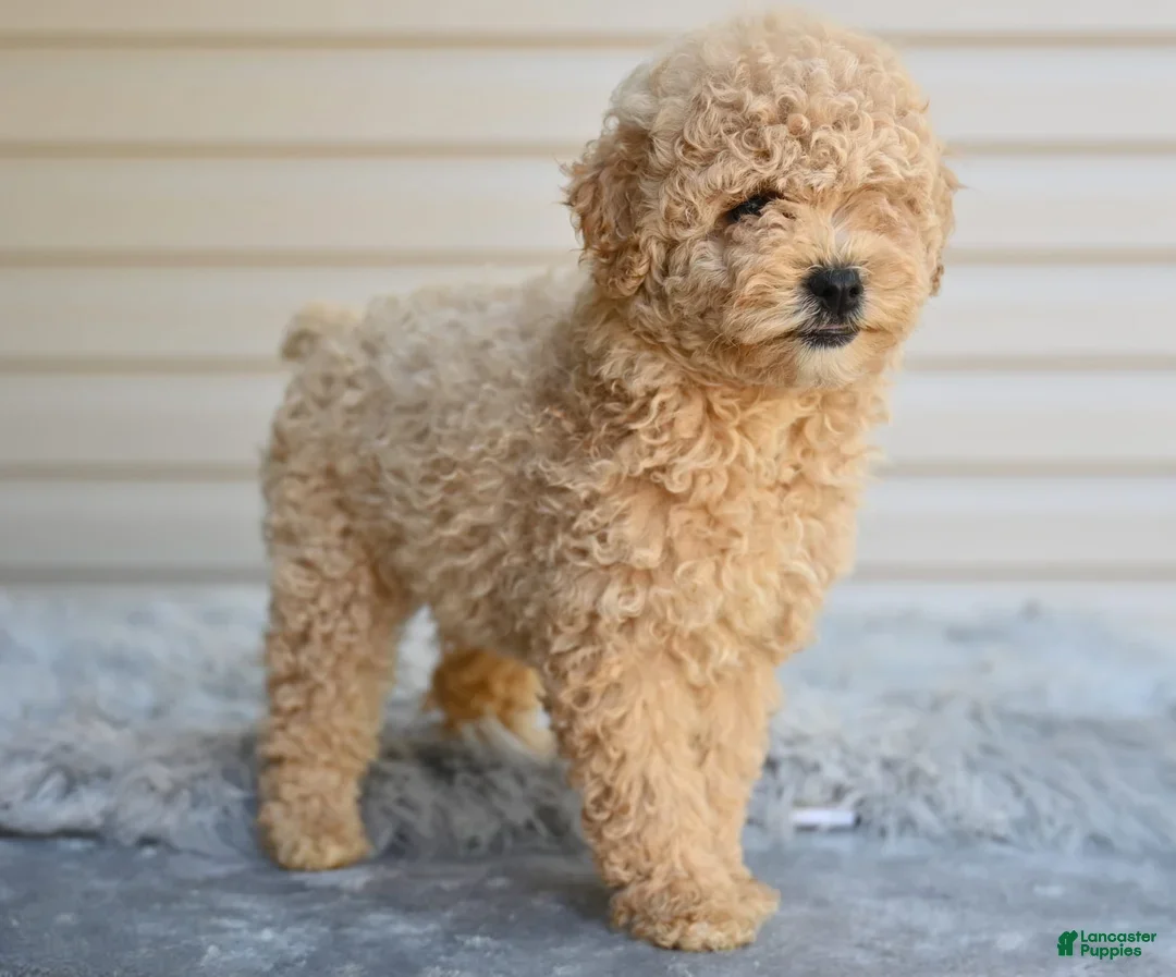 Miniature Poodle dogs for sale: Honey - Ad 1