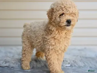 Miniature Poodle dogs Honey - Ad 33