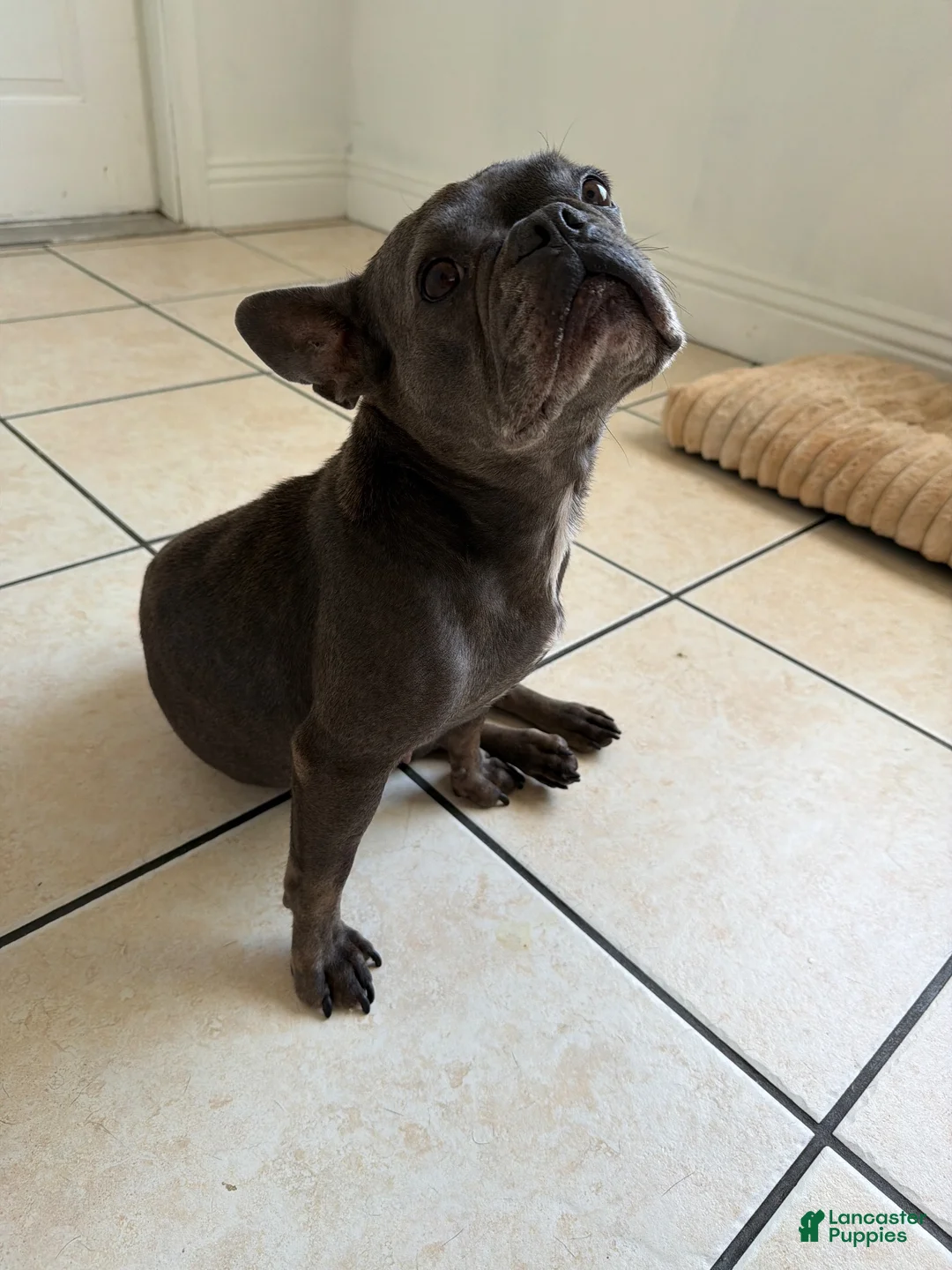 French Bulldog dogs for sale: French Bulldog 1 - Ad 2