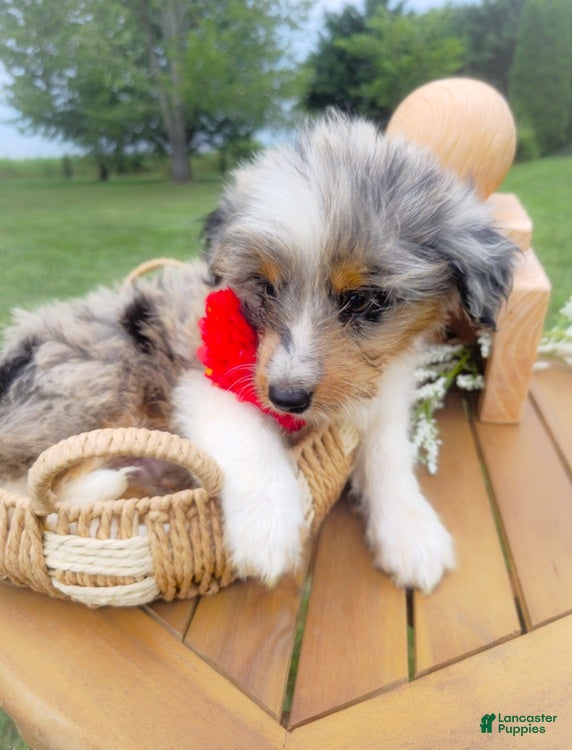 Aussiedoodle dogs Honey Dew - Ad 1