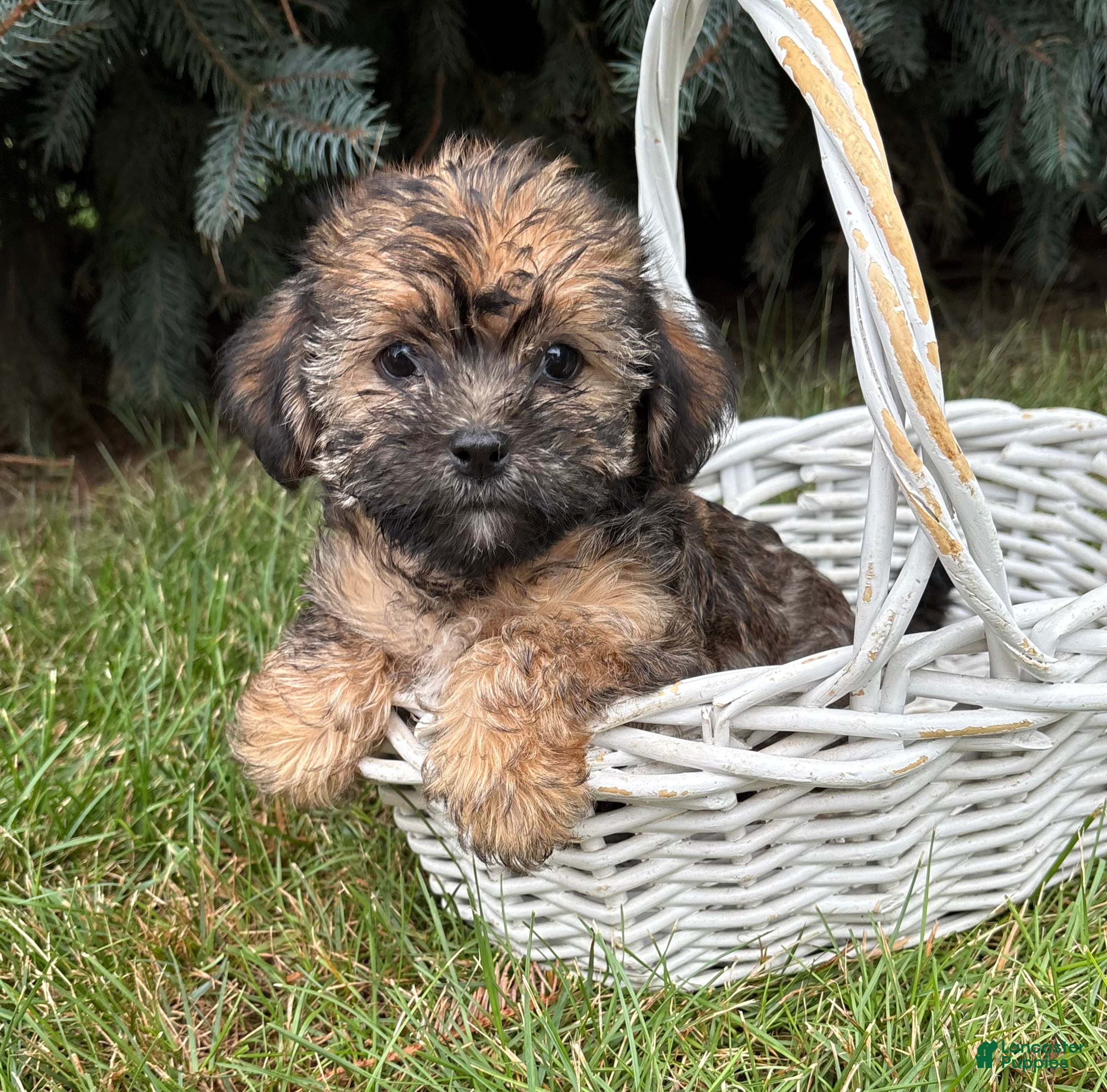 Shorkie dogs Lacey - Ad 1