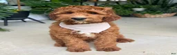 Irish Doodle dogs for sale: Harrison - Ad 6
