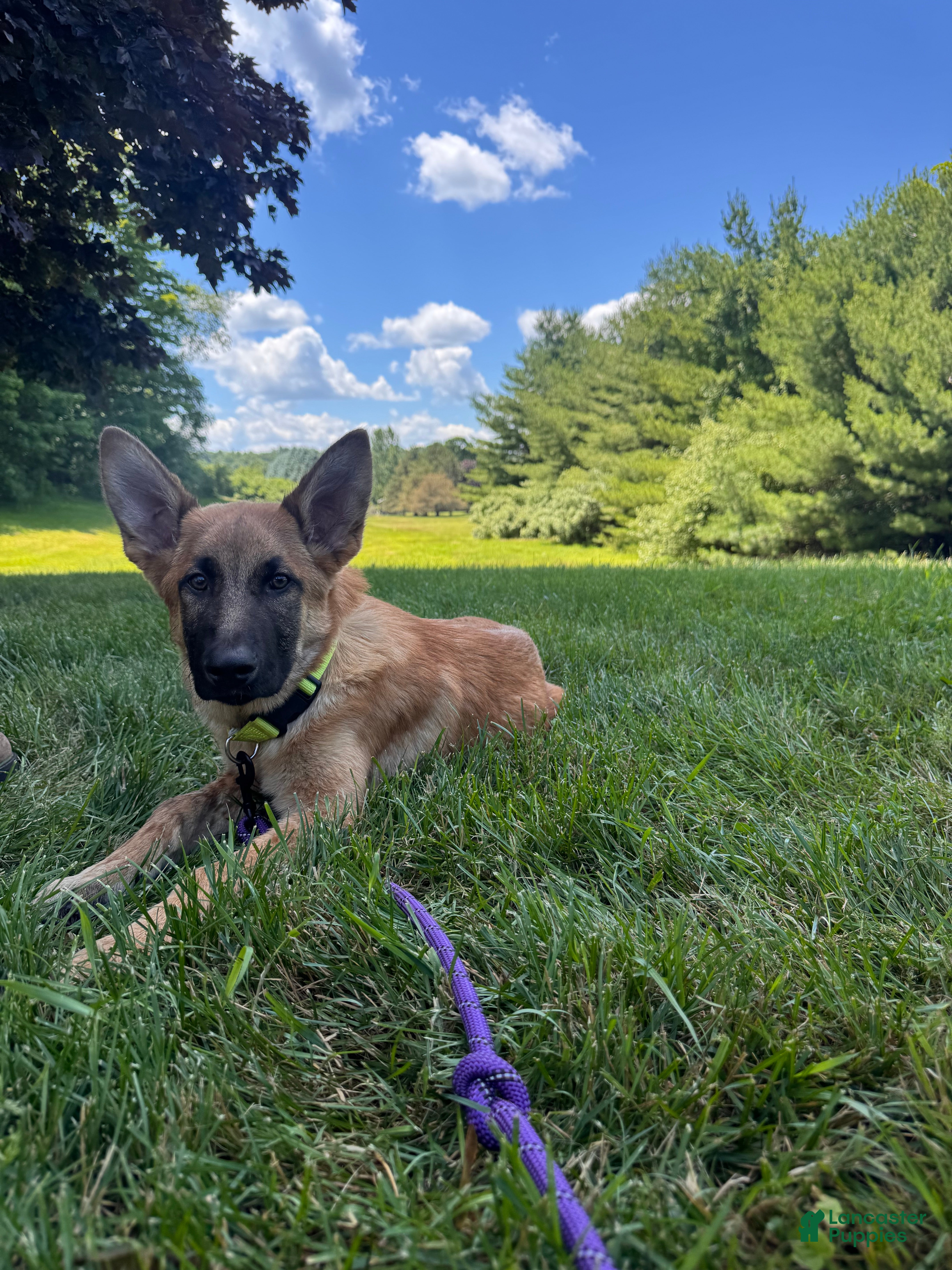 Mixed Breed dogs Mixed Breed 2 - Ad 33