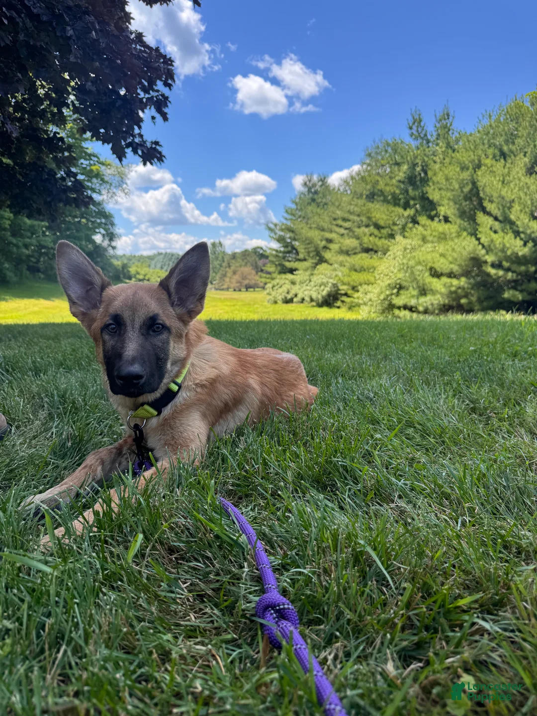 Mixed Breed dogs for sale: Mixed Breed 2 - Ad 1