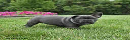 French Bulldog dogs for sale: Mandy - Ad 5