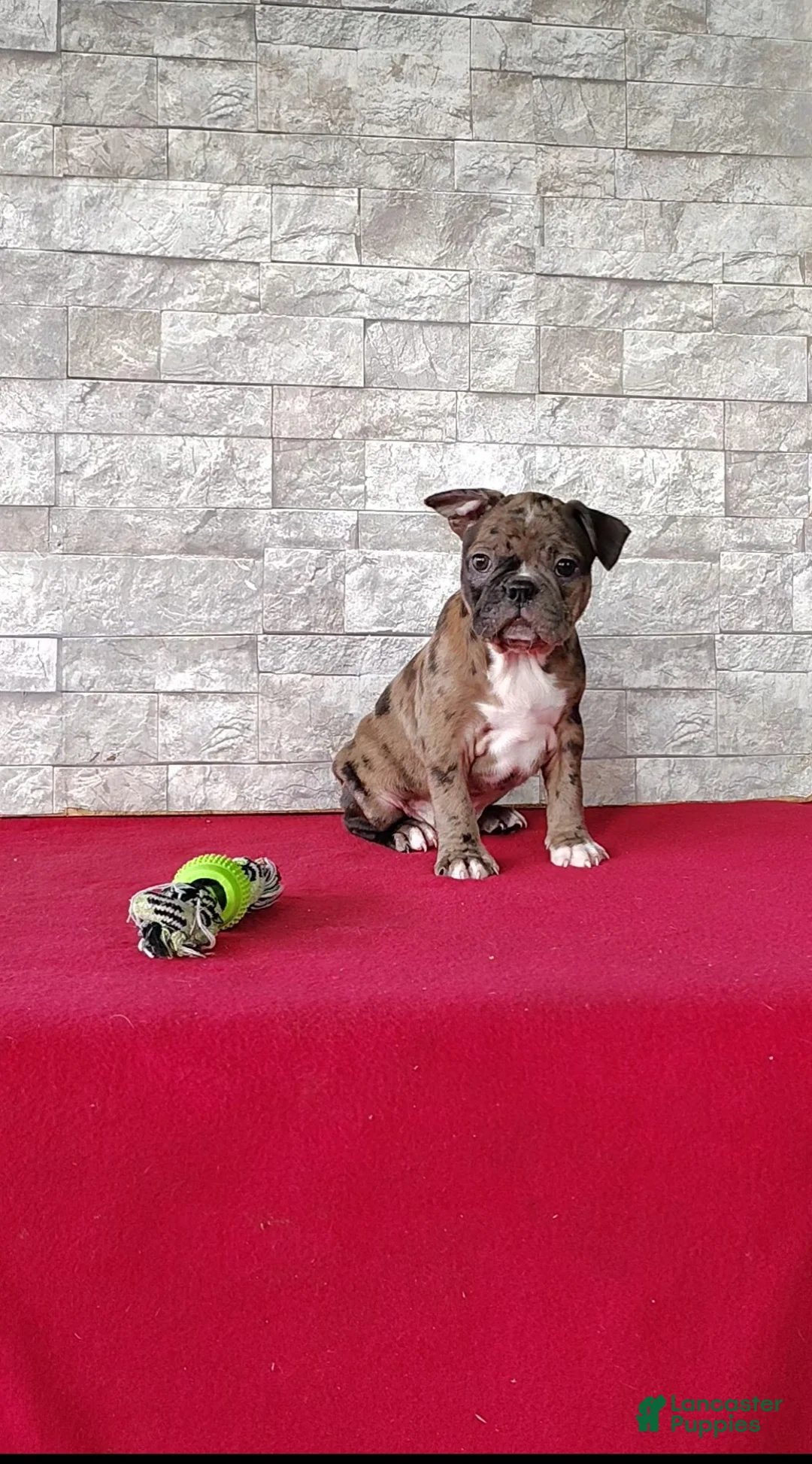 Mixed Breed dogs for sale: Alex - Ad 1