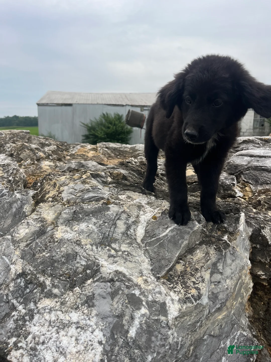 Mixed Breed dogs for sale: Mixed Breed 6 - Ad 2