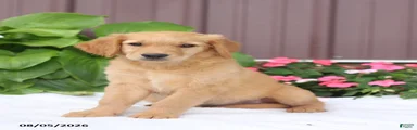 Tasha