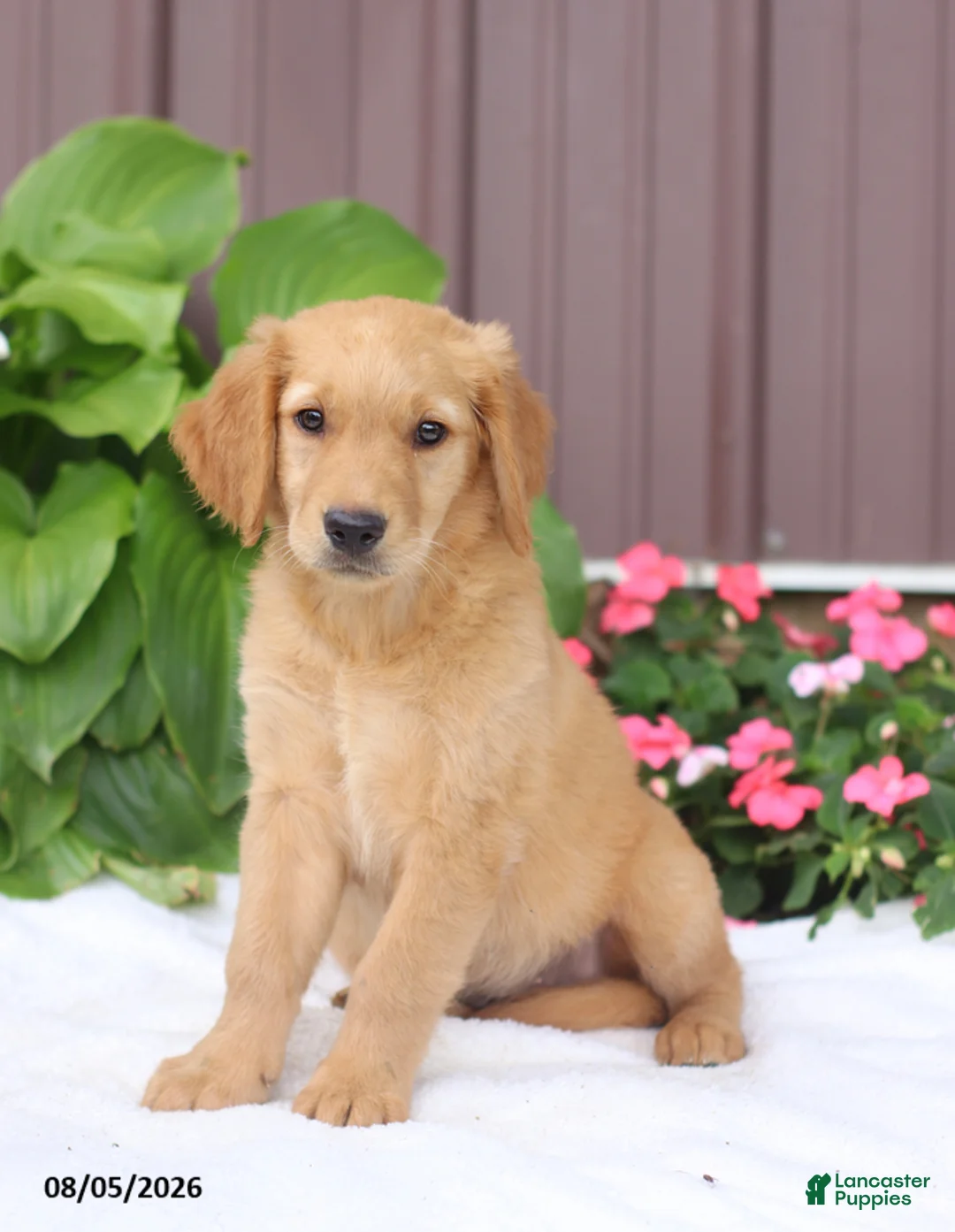 Golden Retriever dogs for sale: Tasha - Ad 1
