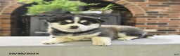 Pomsky dogs for sale: Keira - Ad 2