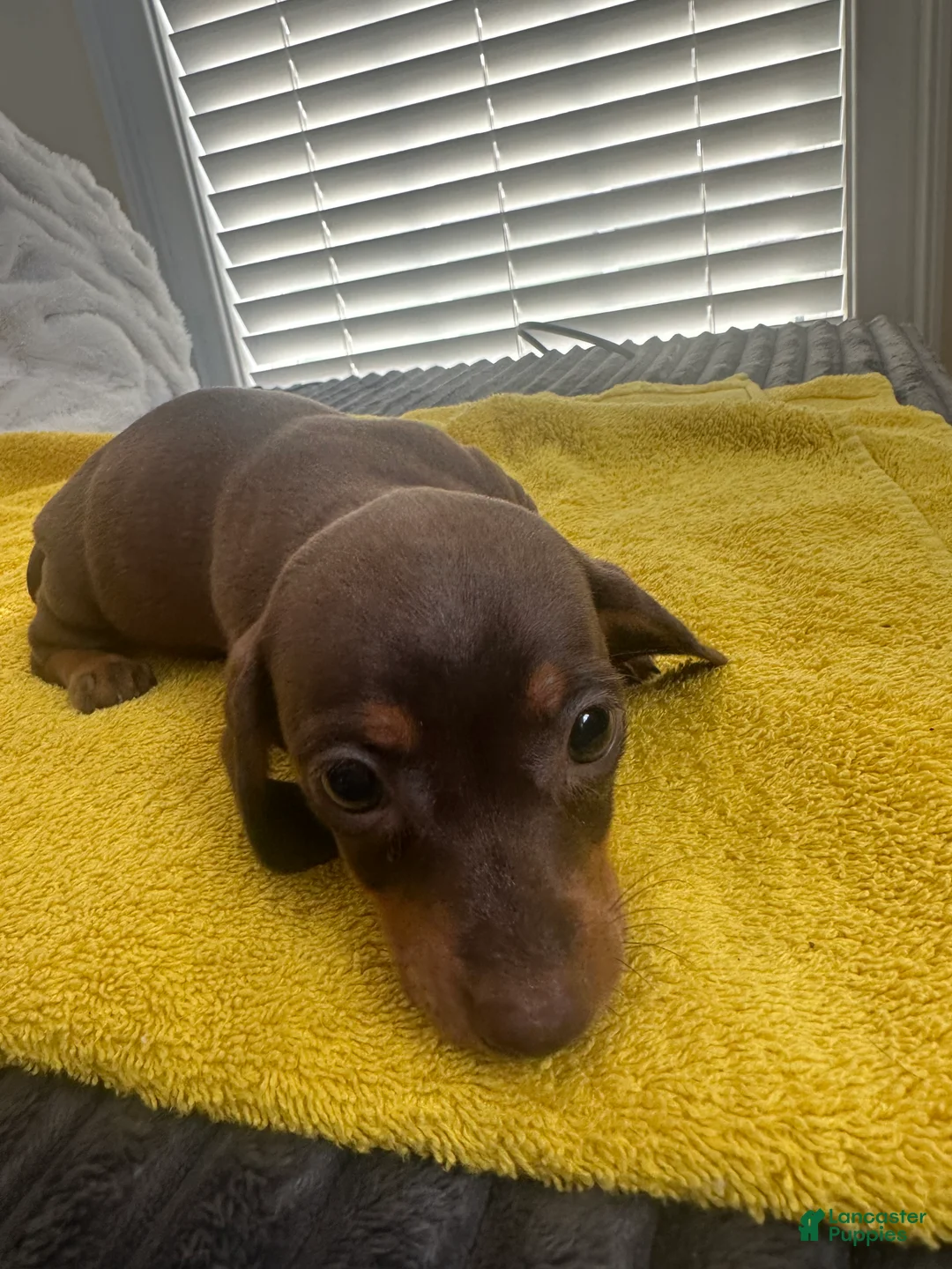 Dachshund dogs for sale: Jenny  - Ad 5