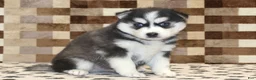 Pomsky dogs for sale: Irvin - Ad 1