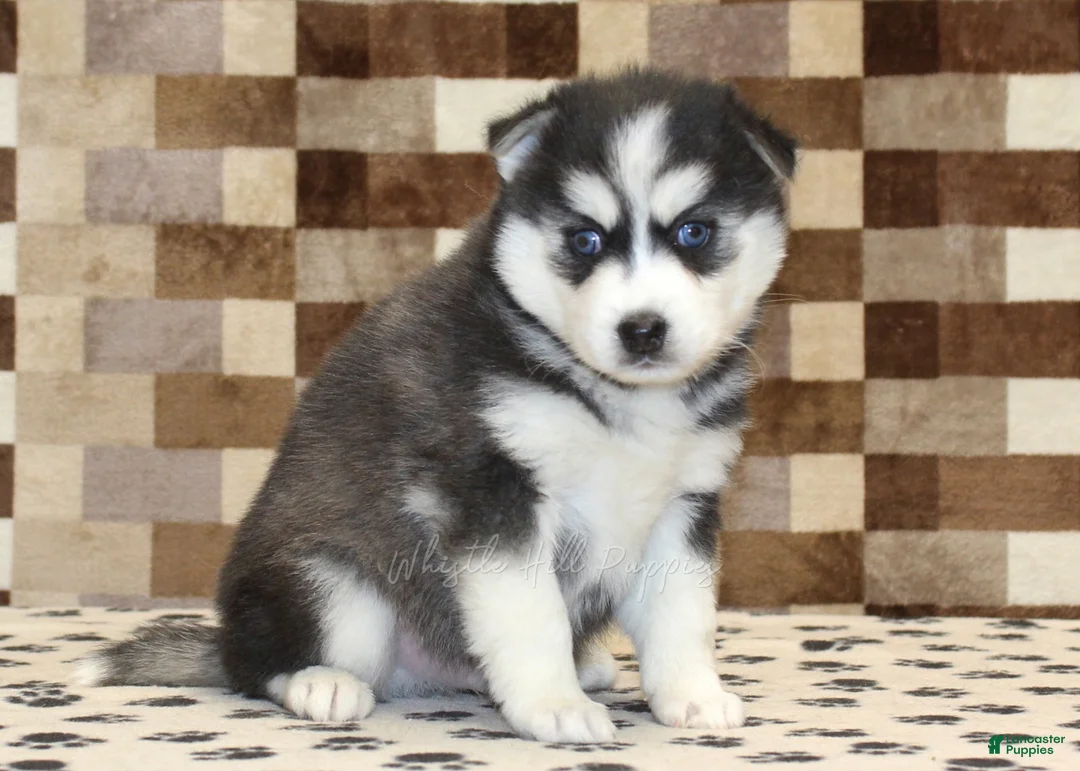 Pomsky dogs for sale: Irvin - Ad 1