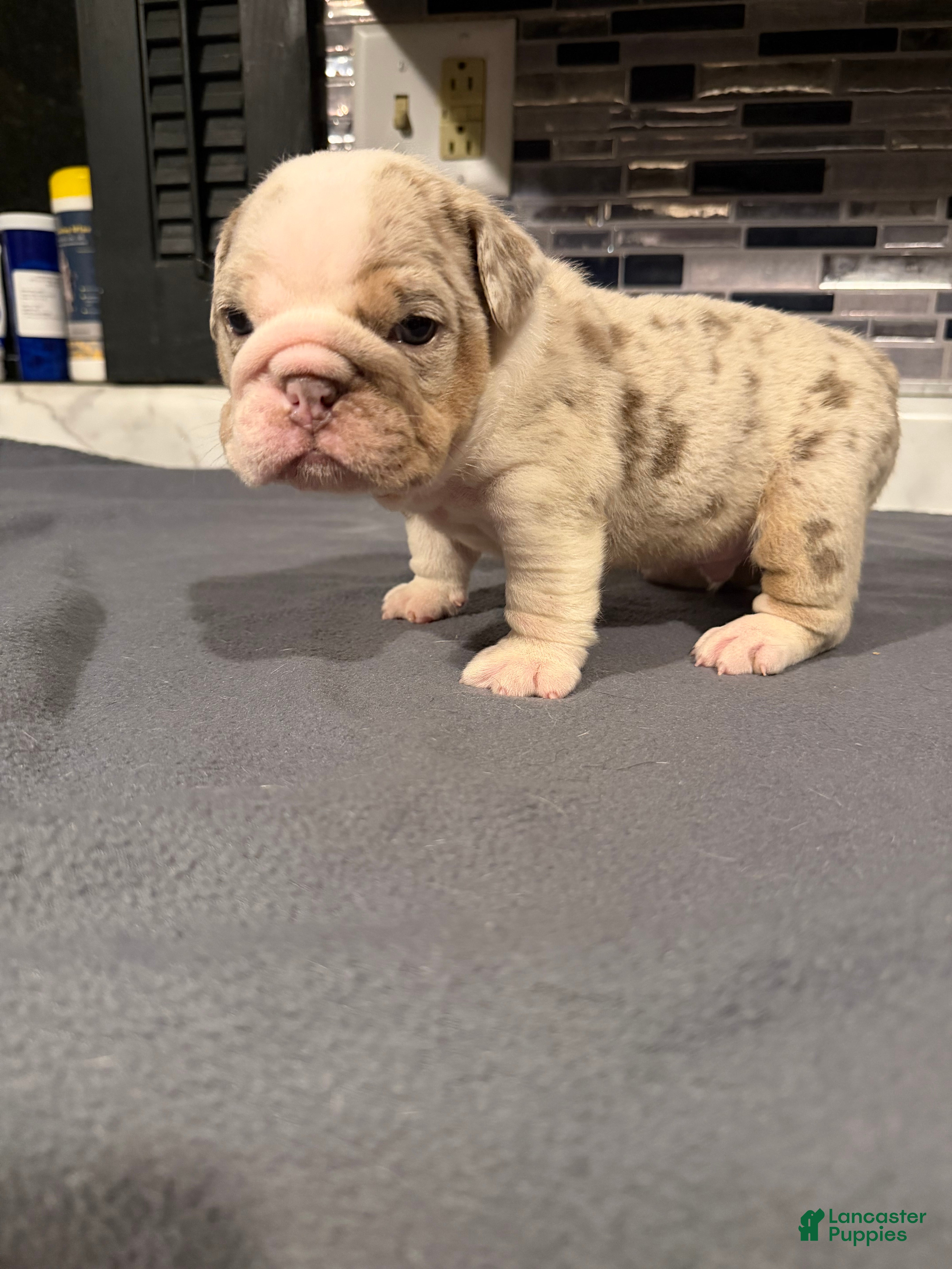 English Bulldog dogs Lilac Merle Male  - Ad 6