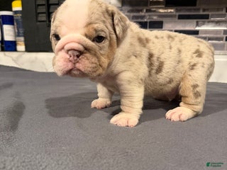 English Bulldog dogs Lilac Merle Male - Ad 6