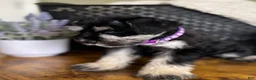 Miniature Schnauzer dogs for sale: Rosie - Ad 4