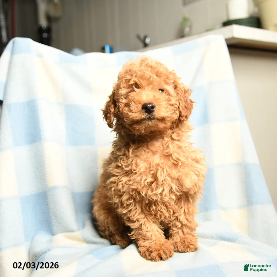 Toy Poodle dogs for sale: Champion - Ad 5