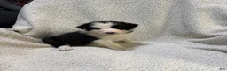 Border Collie dogs for sale: Biggie - Ad 1