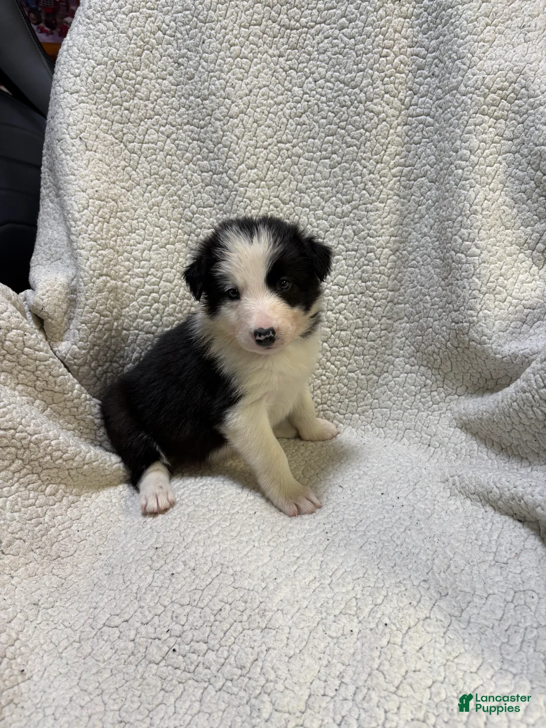 Border Collie dogs for sale: Biggie - Ad 1