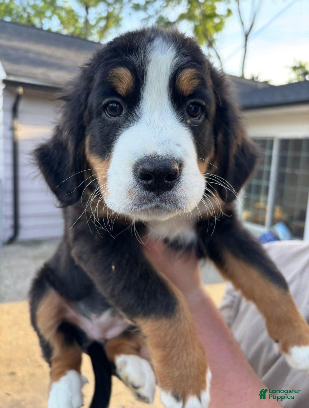 Bernese Mountain Dog dogs Aspen - Ad 36