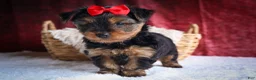 Yorkshire Terrier dogs for sale: DOC - Ad 16