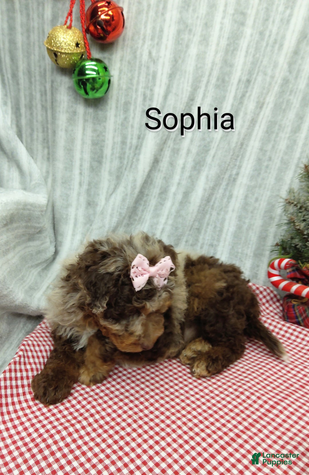 Mini Bernedoodle dogs for sale: Sophia - Ad 2