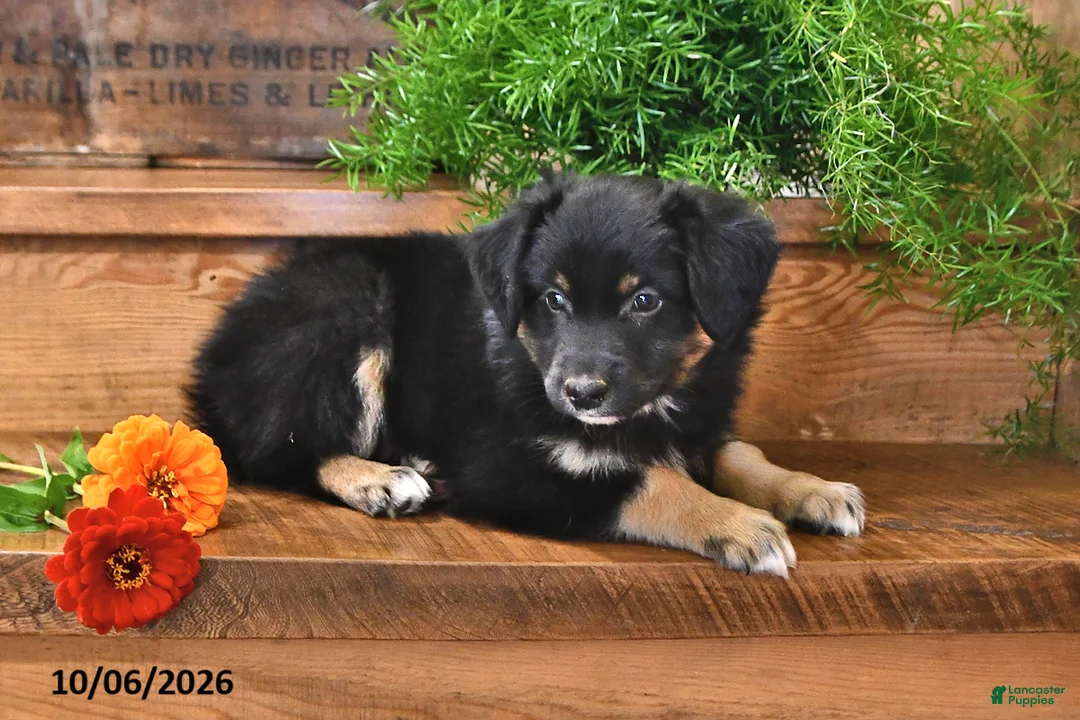 Australian Shepherd dogs for sale: Rocket - Ad 2