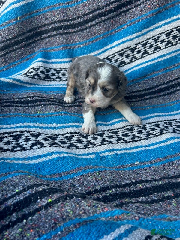 Standard Poodle dogs Lucy - Ad 2