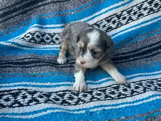 Standard Poodle dogs Lucy - Ad 1