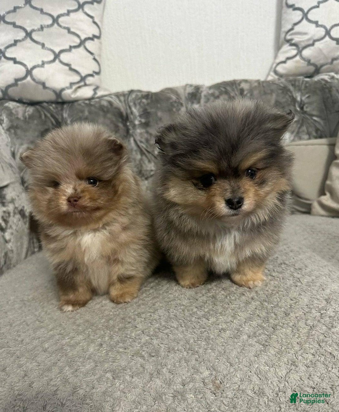 Pomeranian dogs for sale: Benji - Ad 3