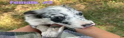 Australian Shepherd dogs for sale: Australian Shepherd 2 - Ad 2
