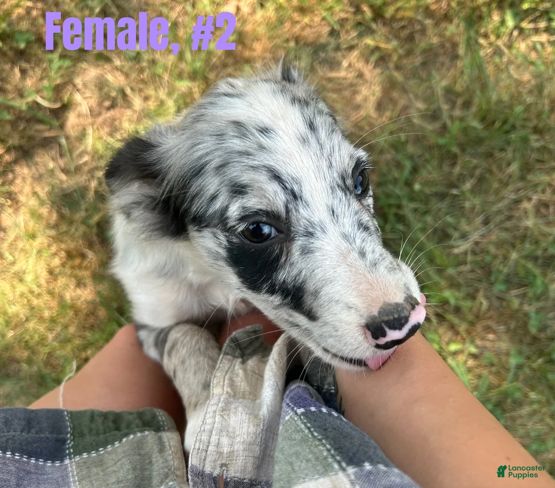 Australian Shepherd dogs for sale: Australian Shepherd 2 - Ad 2