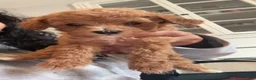Mini Goldendoodle dogs for sale: Toy poodle  - Ad 5