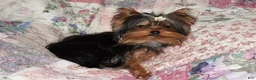 Yorkshire Terrier dogs for sale: Micro mini girl - Ad 5