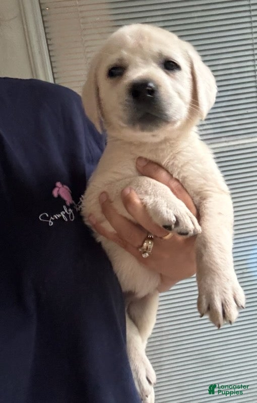 Labrador Retriever dogs for sale: Benny_Male - Ad 3