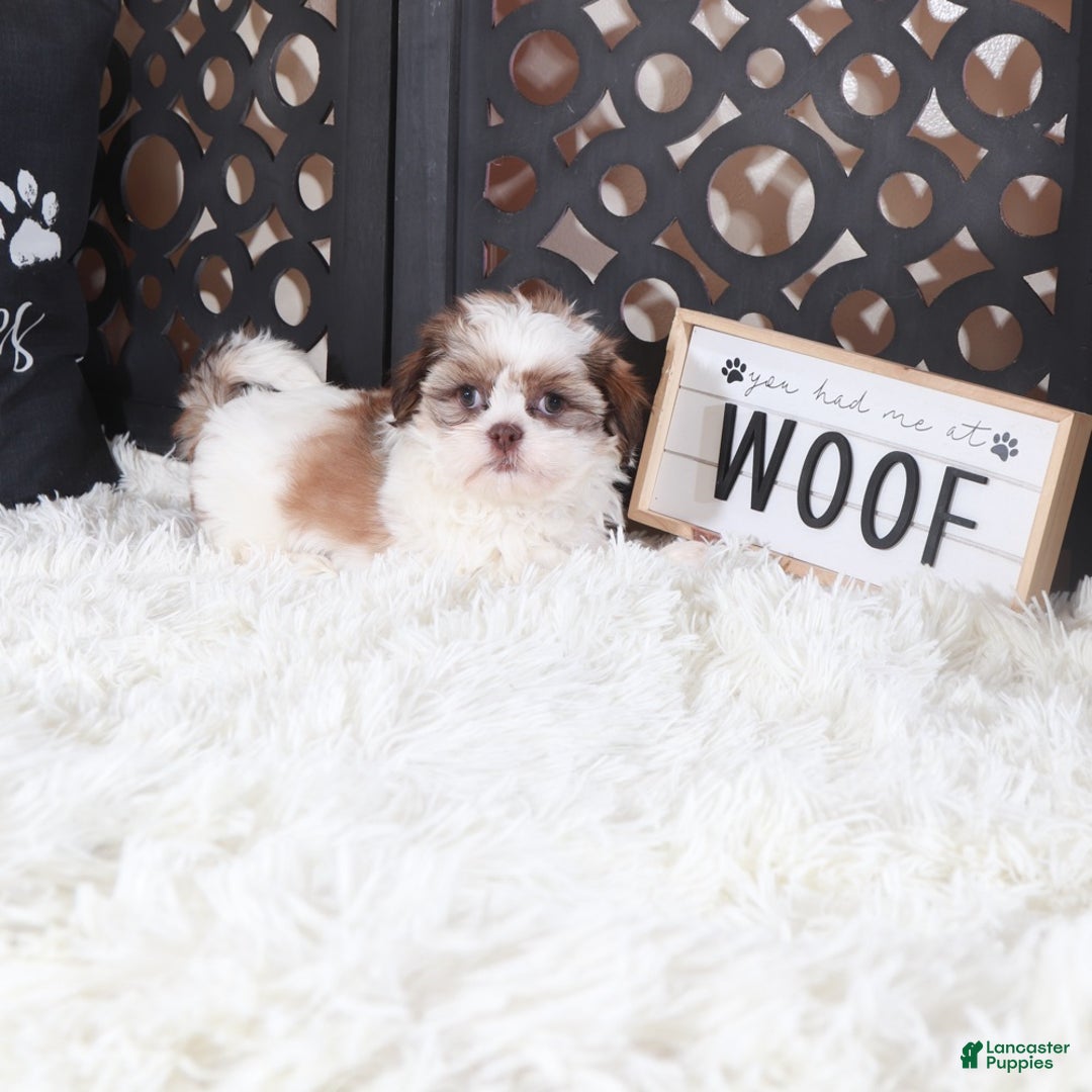 Shih Tzu dogs for sale: Shih Tzu Puppy Molly - Ad 2