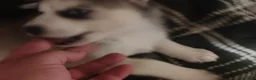 Siberian Husky dogs for sale: Siberian Husky 1 - Ad 2
