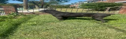 Cane Corso dogs for sale: Cane Corso 1 - Ad 5