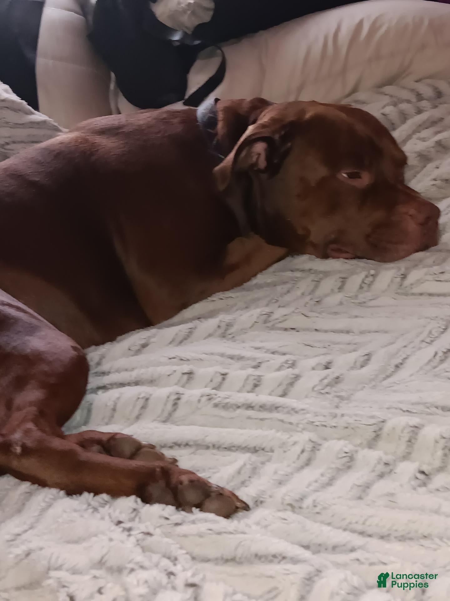 Mixed Breed dogs Mixed Breed 3 - Ad 19