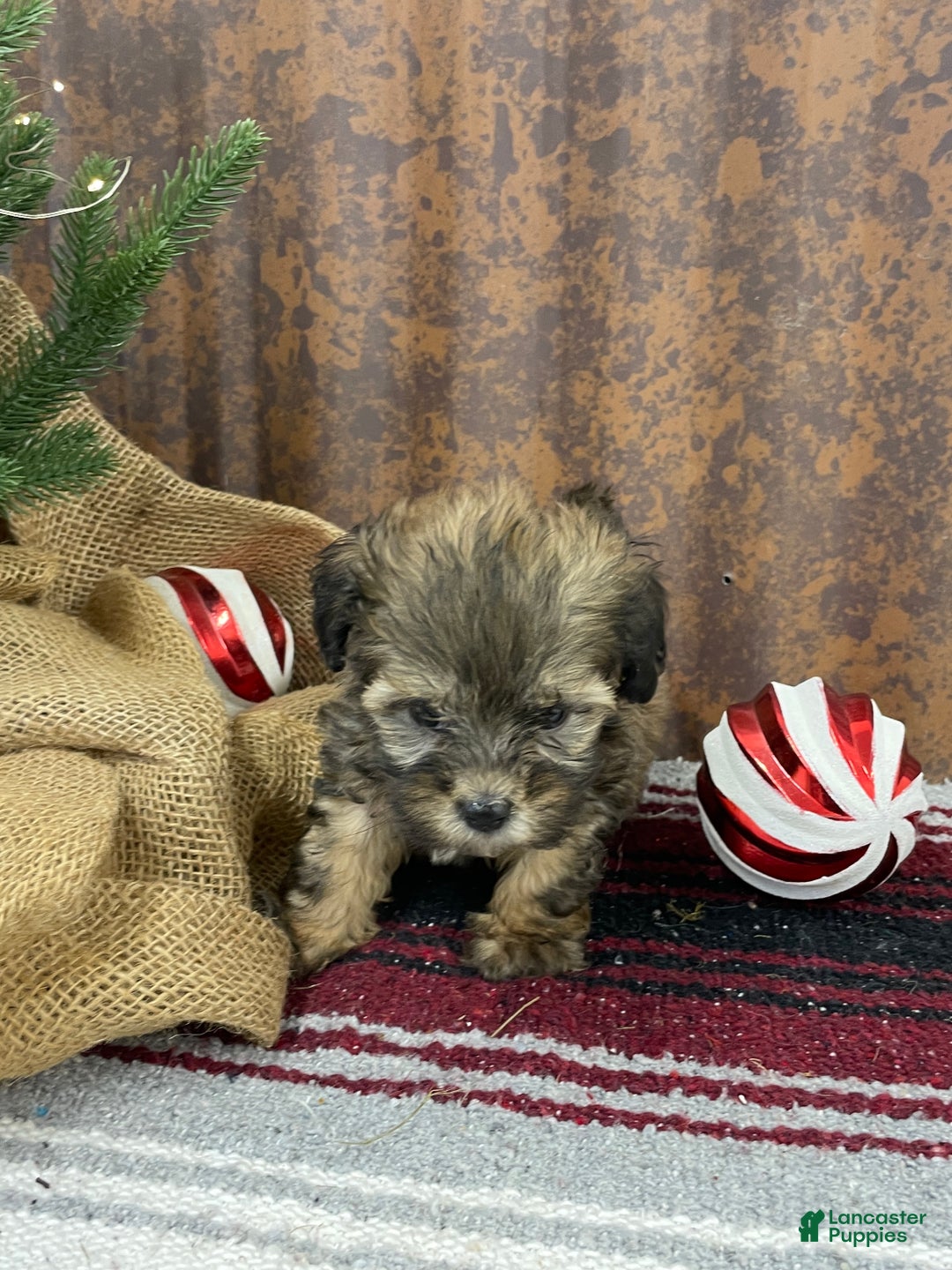 Shihpoo dogs for sale: Camden  - Ad 3