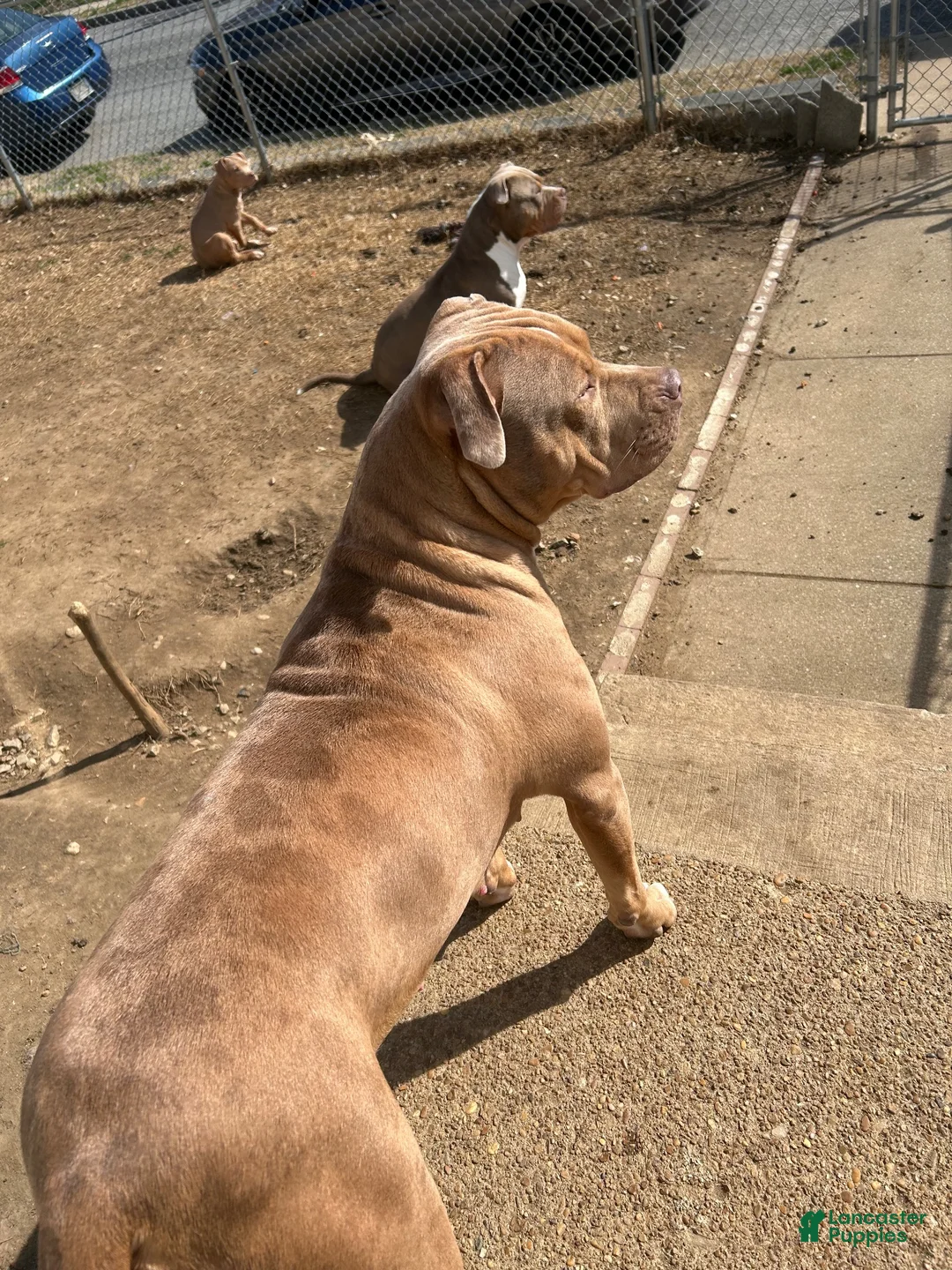 Mixed Breed dogs for sale: Mixed Breed 1 - Ad 2