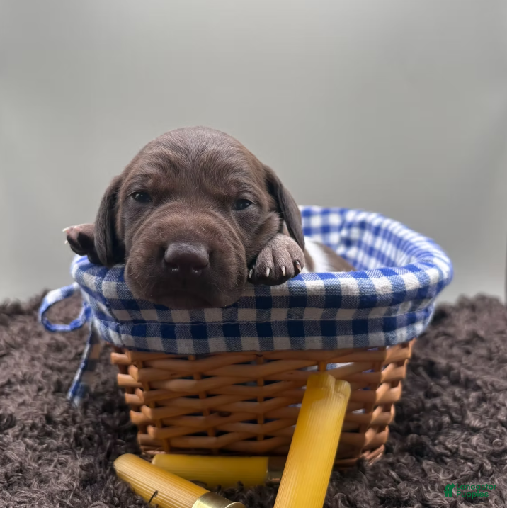 German Shorthaired Pointer dogs Ruger - Ad 1