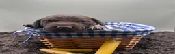 German Shorthaired Pointer dogs for sale: Ruger - Ad 1