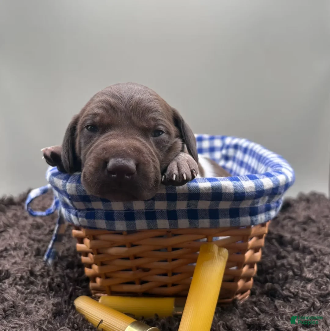 German Shorthaired Pointer dogs for sale: Ruger - Ad 1