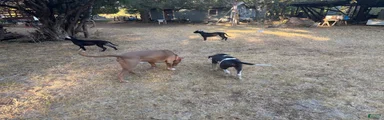Mixed Breed 6