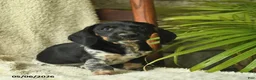 Miniature Dachshund dogs for sale: Kit Kat  - Ad 4