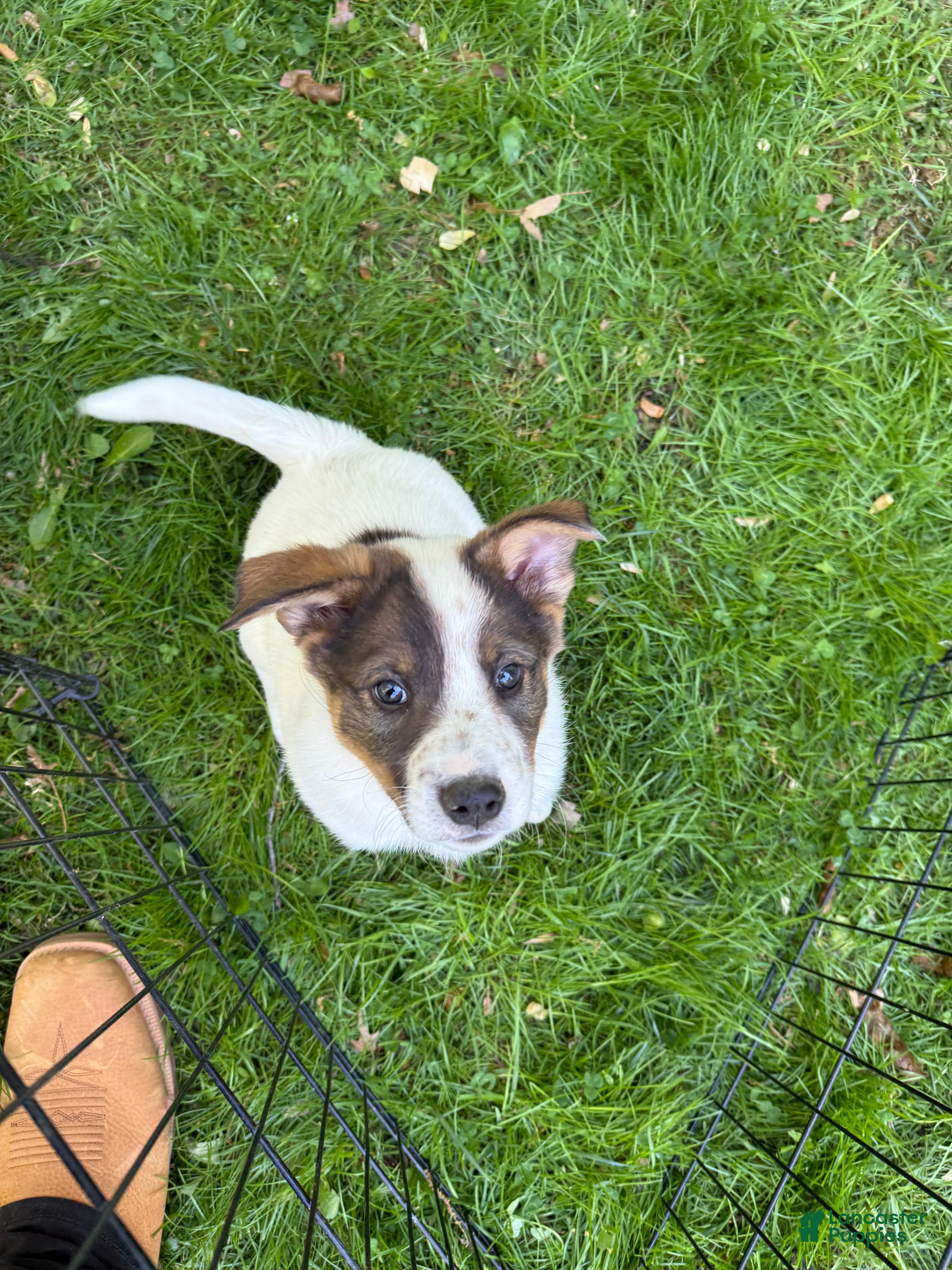 Mixed Breed dogs for sale: Mixed Breed Puppy 2 - Ad 1
