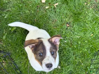 Mixed Breed dogs for sale: Mixed Breed Puppy 2 - Ad 1