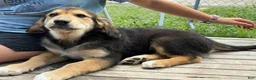 Mixed Breed dogs for sale: Sir Barks - Ad 2
