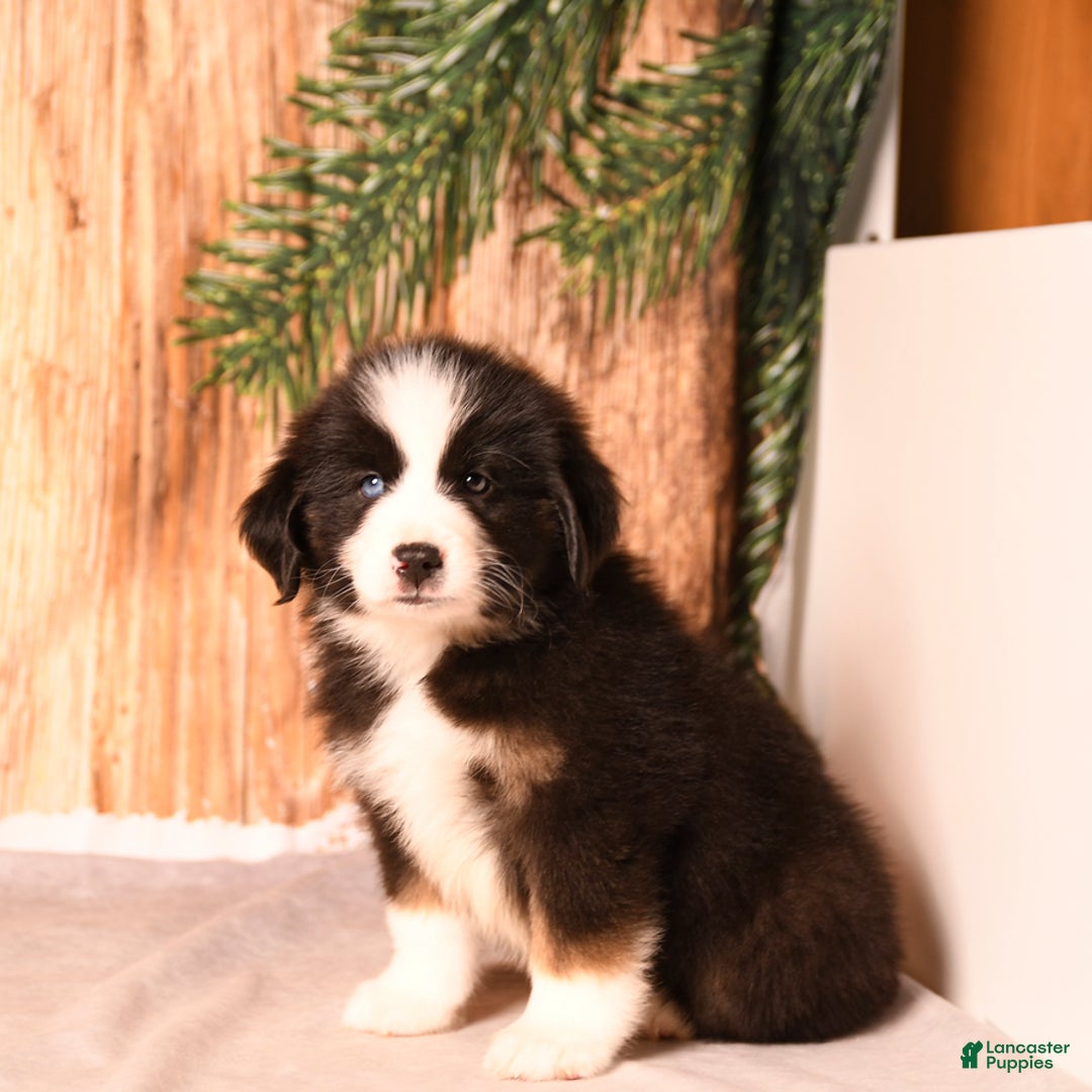 Miniature Australian Shepherd dogs for sale: North - Ad 2